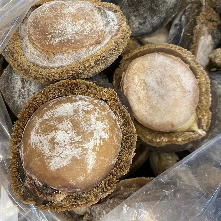 南非干鲍,为什么如此深受食客喜爱呢?